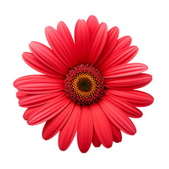 red gerber daisy Realistic images on transparent background PNG, easy to use.