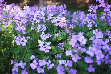 Fototapeta premium 外に咲くすみれの花 スミレ 自然光 太陽
