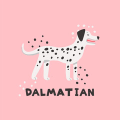 Vector illustration of dalmatian. Cute hand-drawn dog on pink background