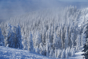 snow covered trees, Postavaru Mountains, Romania