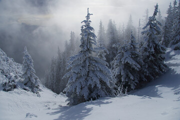 winter forest in the mountains, Postavaru Mountains. Romania