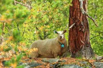 Norwegian white sheep