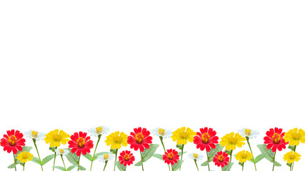  zinnia flowers, red, white and yellow isolated on transparent background, bottom background.
