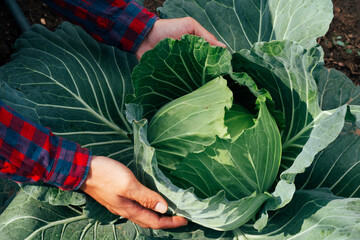 Farmer's hands with growing cabbage, organically grown cabbage, natural fresh vegetables