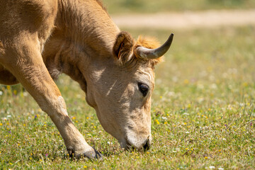 Fototapeta premium close-up of cow grazing on a green meadow in the sun