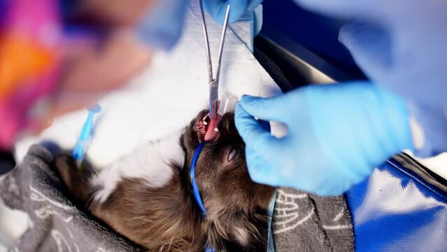 While the little animal is under anesthesia, the veterinarian sews up the wound. Operation in compliance with all norms in the veterinary clinic. High quality 4k footage
