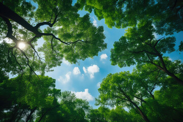 Obraz premium Forest Skylight Revelry: Embracing Nature's Intricacies