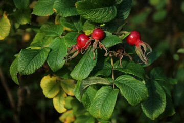 Rosehip bush with red ripe fruit, green leaves background