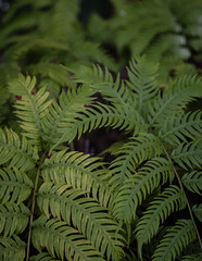 Tree fern branches in the forest