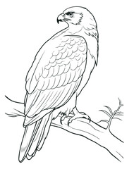 Illustration of eagle, hawk, falcon. drawing with line art on white backgrounds. Simple Design Outline Style. You can give color you like. Vector Illustrations
