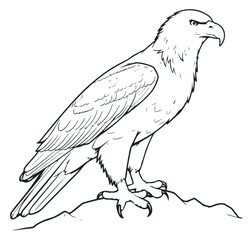 Illustration of eagle, hawk, falcon. drawing with line art on white backgrounds. Simple Design Outline Style. You can give color you like. Vector Illustrations