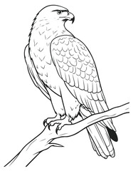 Illustration of eagle, hawk, falcon. drawing with line art on white backgrounds. Simple Design Outline Style. You can give color you like. Vector Illustrations