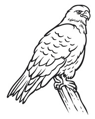 Illustration of eagle, hawk, falcon. drawing with line art on white backgrounds. Simple Design Outline Style. You can give color you like. Vector Illustrations