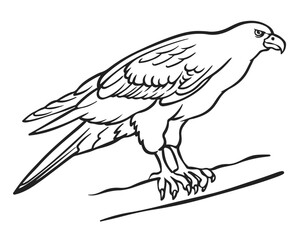 Illustration of eagle, hawk, falcon. drawing with line art on white backgrounds. Simple Design Outline Style. You can give color you like. Vector Illustrations