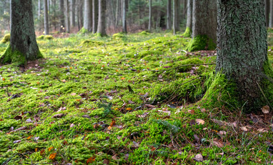 Tranquil scene of green leaves and mossy tree trunk in forest