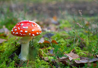 Fly agaric (Amanita muscaria) red-headed hallucinogenic toxic mushroom growing naturally in the forest.