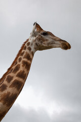 Portrait of giraffe 