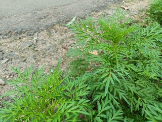 Cosmos caudatus or king's salad is an annual plant in the genus Cosmos, bearing purple, pink, or white ray florets. 