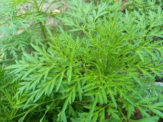Cosmos caudatus or king's salad is an annual plant in the genus Cosmos, bearing purple, pink, or white ray florets. 