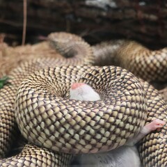 Florida King Snake with its Prey