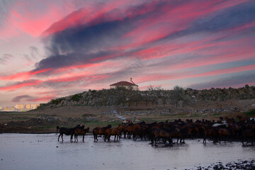 Horses running and kicking up dust. Yilki horses in Kayseri Turkey are wild horses with no owners