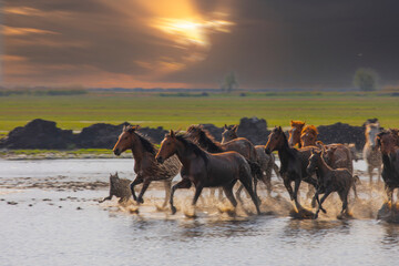 Horses running and kicking up dust. Yilki horses in Kayseri Turkey are wild horses with no owners