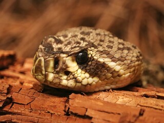 Magnificent Diamondback Rattle Snake Rattler Rattlesnake