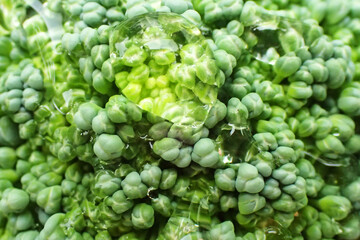 fresh broccoli vegetable