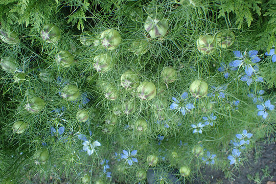 Nigella sativa plant and flowers