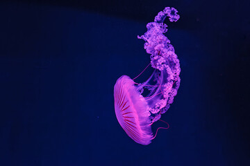 underwater shooting of beautiful Chrysaora hysoscella