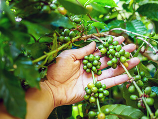 Raw coffee beans in hands,arabica coffee berries with agriculturist hands, Raw green coffee beans ...