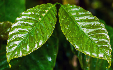 Close up of Green coffee leaf background,coffee tree