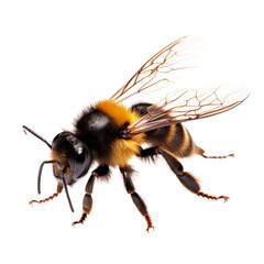 Flying bumblebee. Isolated on transparent background, PNG
