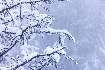 magnifique paysage hivernal de montagne avec des arbres et des sapins recouverts de neige