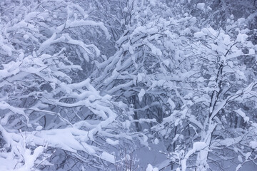 magnifique paysage hivernal de montagne avec des arbres et des sapins recouverts de neige