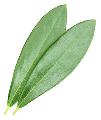 Obraz premium Olive leaf isolated on white background