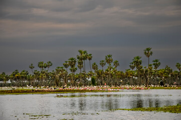 Sunset Palms landscape in La Estrella Marsh, Formosa province, Argentina.