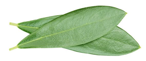 Olive leaf isolated on white background