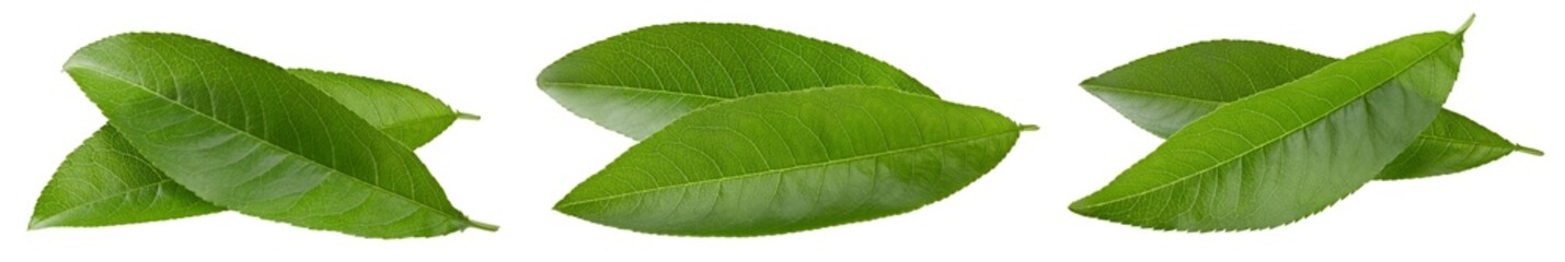 Green peach leaf collection isolated