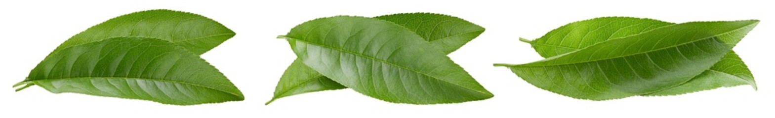 Peach leaf isolated on white background