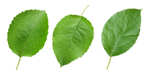Fototapeta premium Fresh apple leaf isolated on white background