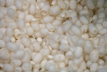 Background texture of the white cocoon, display for show and prepare for boiling.