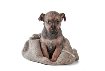 mongrel puppy of brown color in a sack on a white background