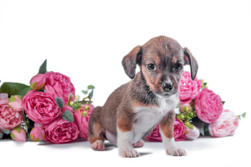 mongrel puppy on a background of artificial flowers of peonies