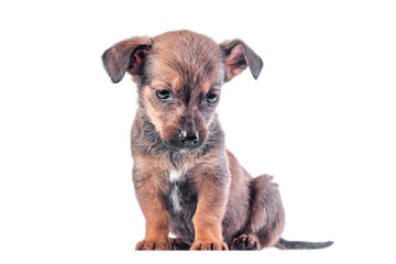 sad mongrel brown puppy lowered his head and sits on a white background