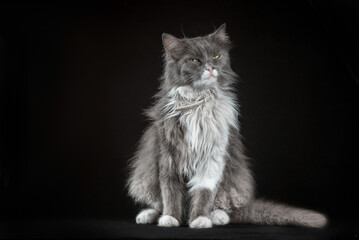 gray and white shaggy cat on a black background