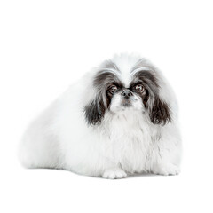 Obraz premium one Pekingese dog isolated on white background