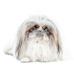 one Pekingese dog isolated on white background