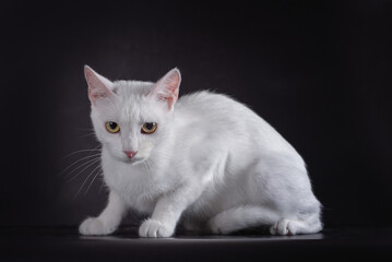 white cat on a black background