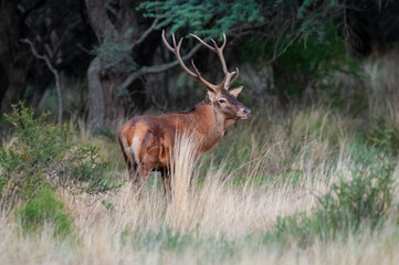 Red deer in Calden Forest environment, La Pampa, Argentina, Parque Luro, Nature Reserve
